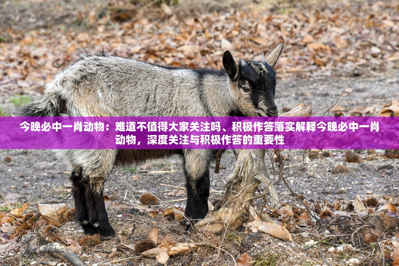 今晚必中一肖动物：难道不值得大家关注吗、积极作答落实解释今晚必中一肖动物，深度关注与积极作答的重要性
