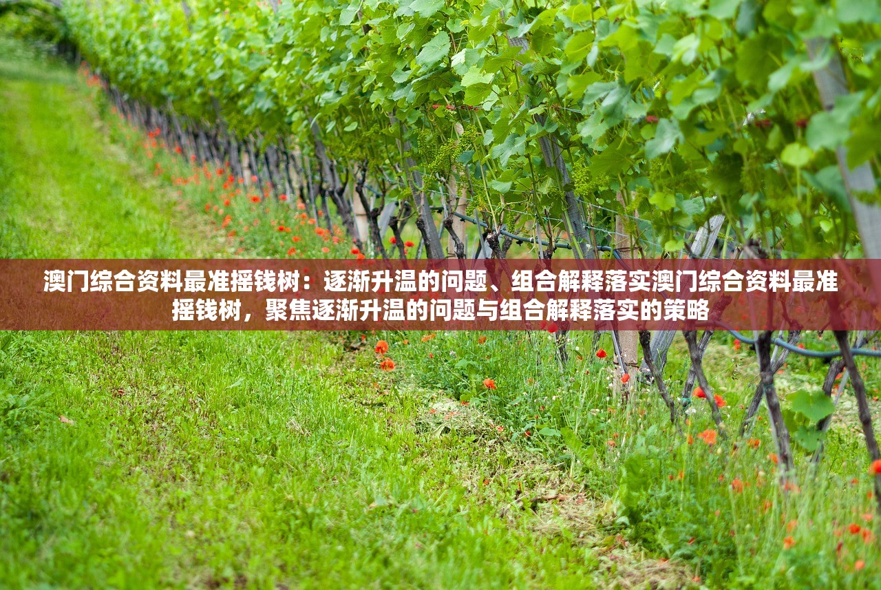 澳门综合资料最准摇钱树：逐渐升温的问题、组合解释落实澳门综合资料最准摇钱树，聚焦逐渐升温的问题与组合解释落实的策略