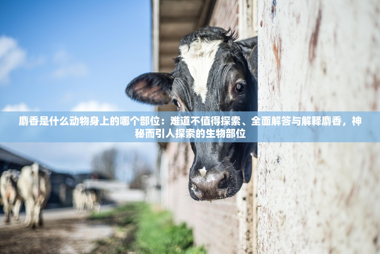 麝香是什么动物身上的哪个部位：难道不值得探索、全面解答与解释麝香，神秘而引人探索的生物部位
