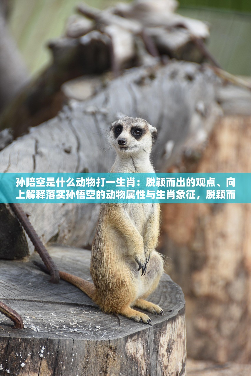 孙陪空是什么动物打一生肖：脱颖而出的观点、向上解释落实孙悟空的动物属性与生肖象征，脱颖而出的观点解读与向上解释落实
