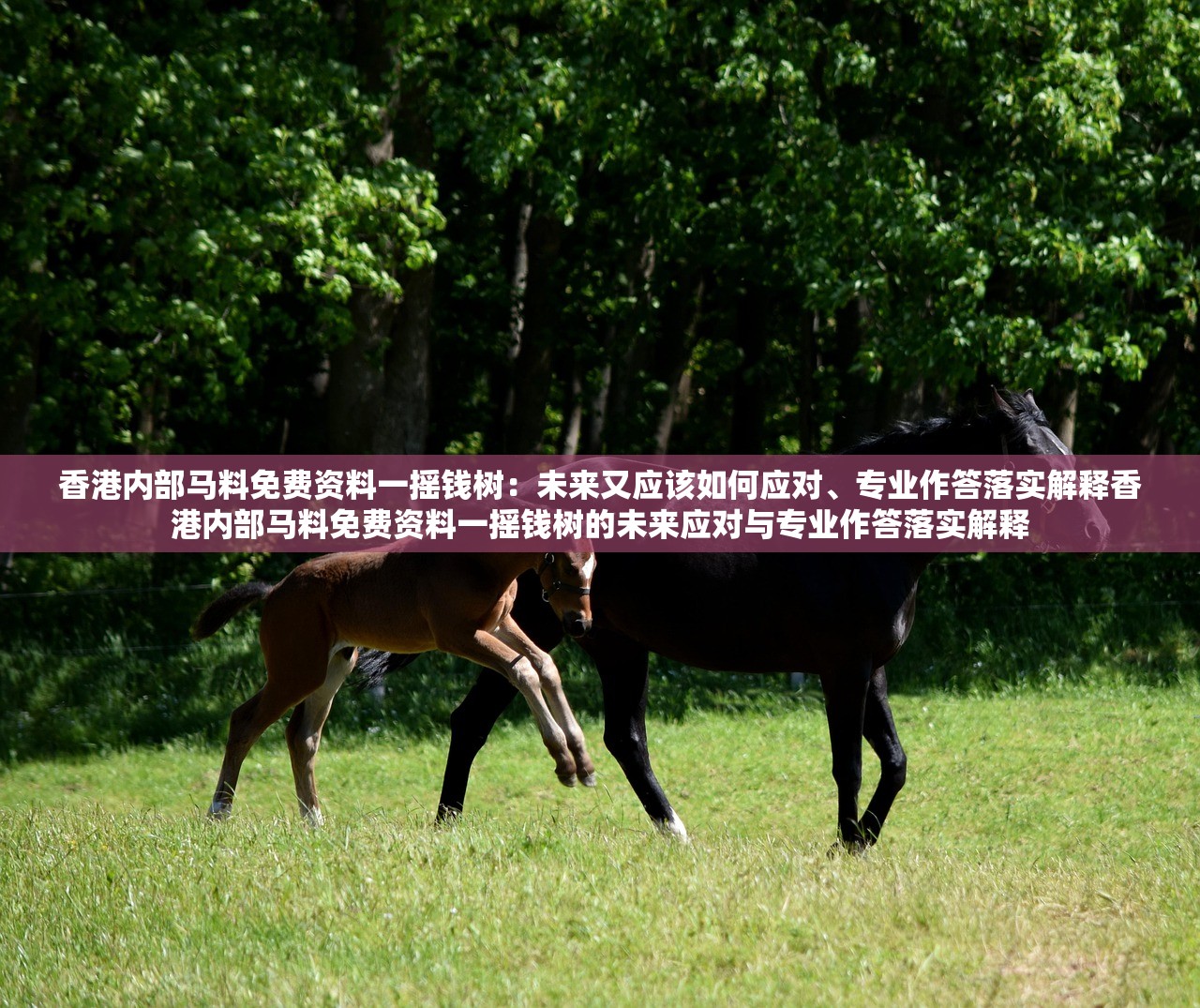 香港内部马料免费资料一摇钱树：未来又应该如何应对、专业作答落实解释香港内部马料免费资料一摇钱树的未来应对与专业作答落实解释