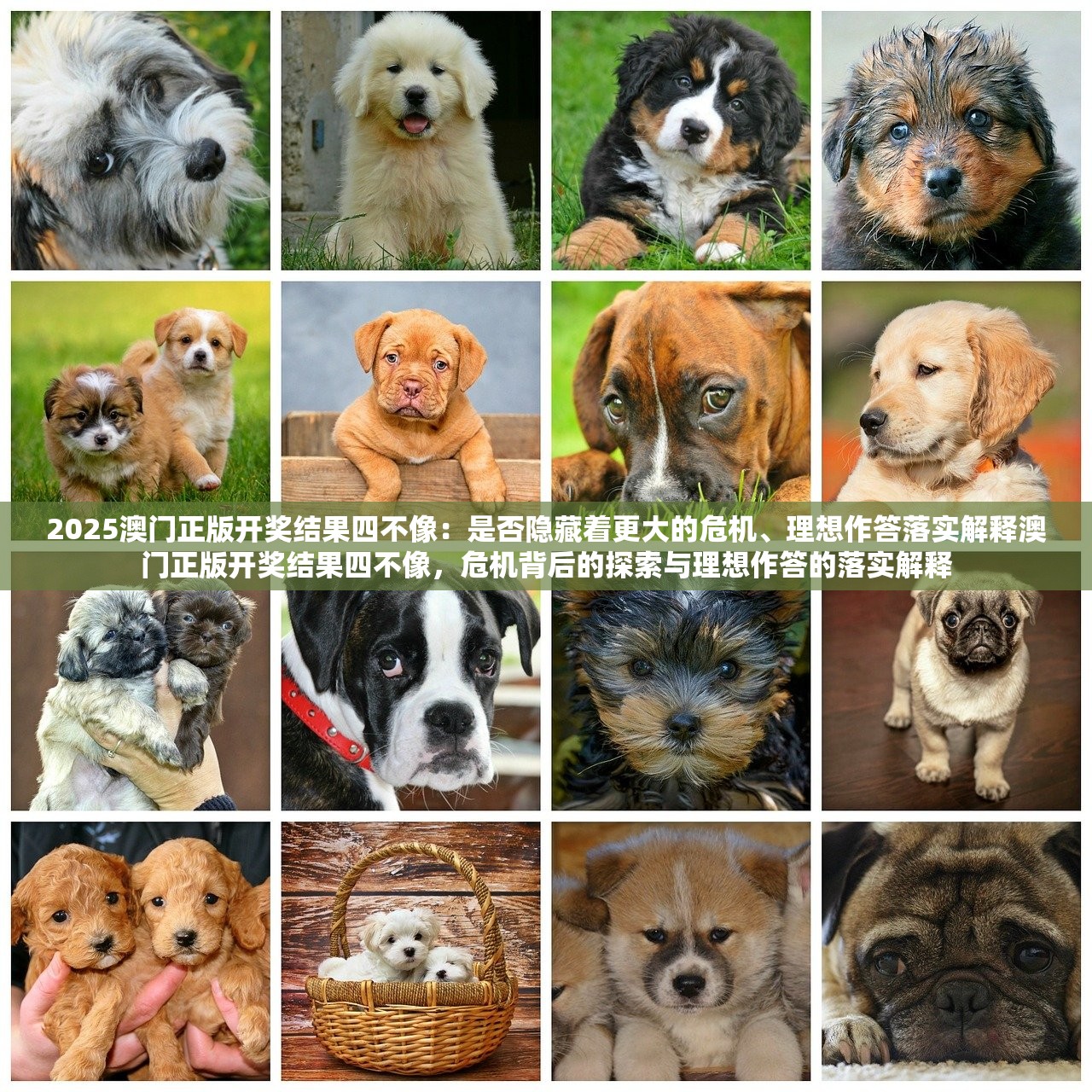 2025澳门正版开奖结果四不像：是否隐藏着更大的危机、理想作答落实解释澳门正版开奖结果四不像，危机背后的探索与理想作答的落实解释