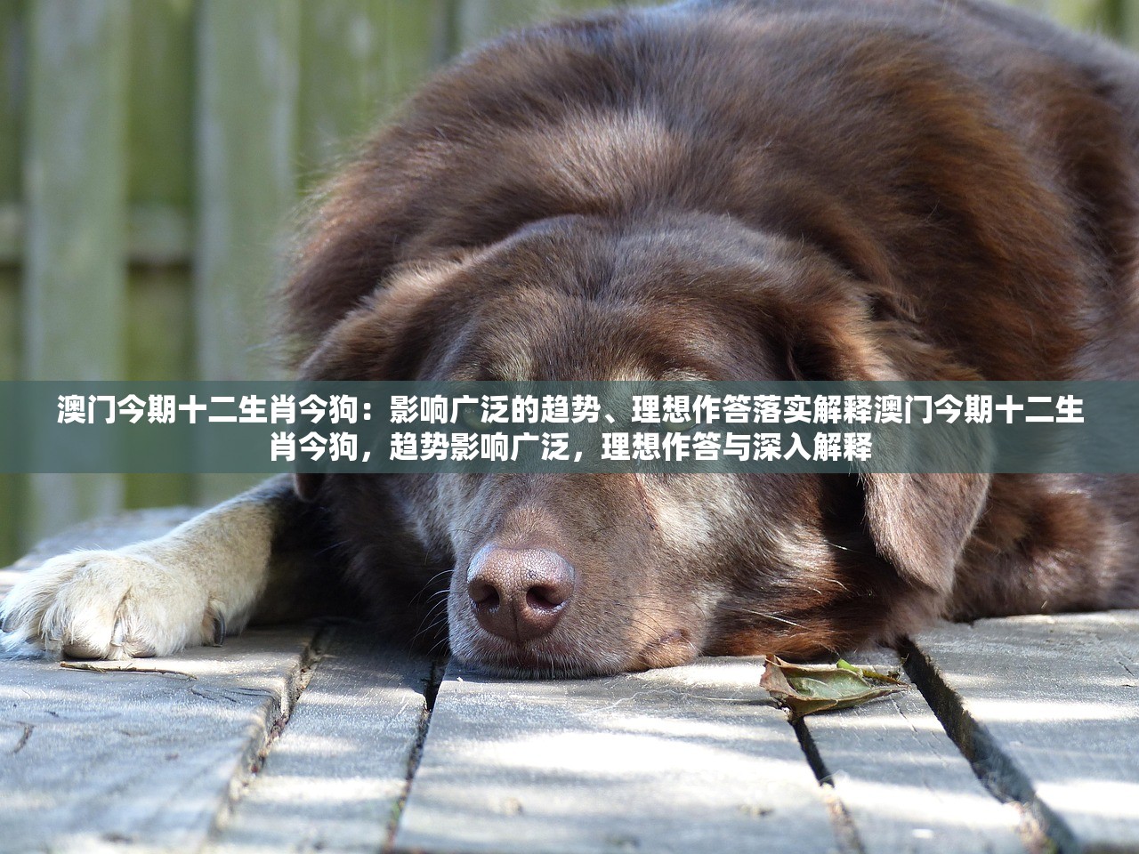 澳门今期十二生肖今狗：影响广泛的趋势、理想作答落实解释澳门今期十二生肖今狗，趋势影响广泛，理想作答与深入解释
