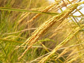 10月17日连豆油早盘上涨分析 连盘豆油实时价格