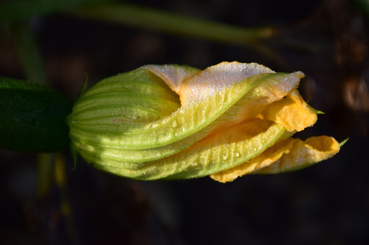 美容养颜植物——自然之美，从植物中寻找 美容养颜的食物有哪些种