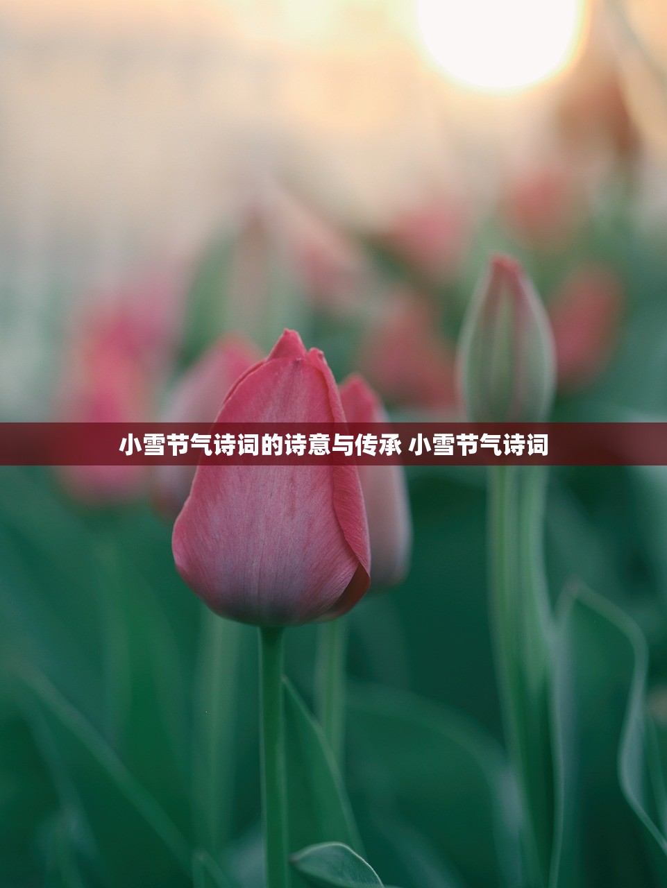 小雪节气诗词的诗意与传承 小雪节气诗词