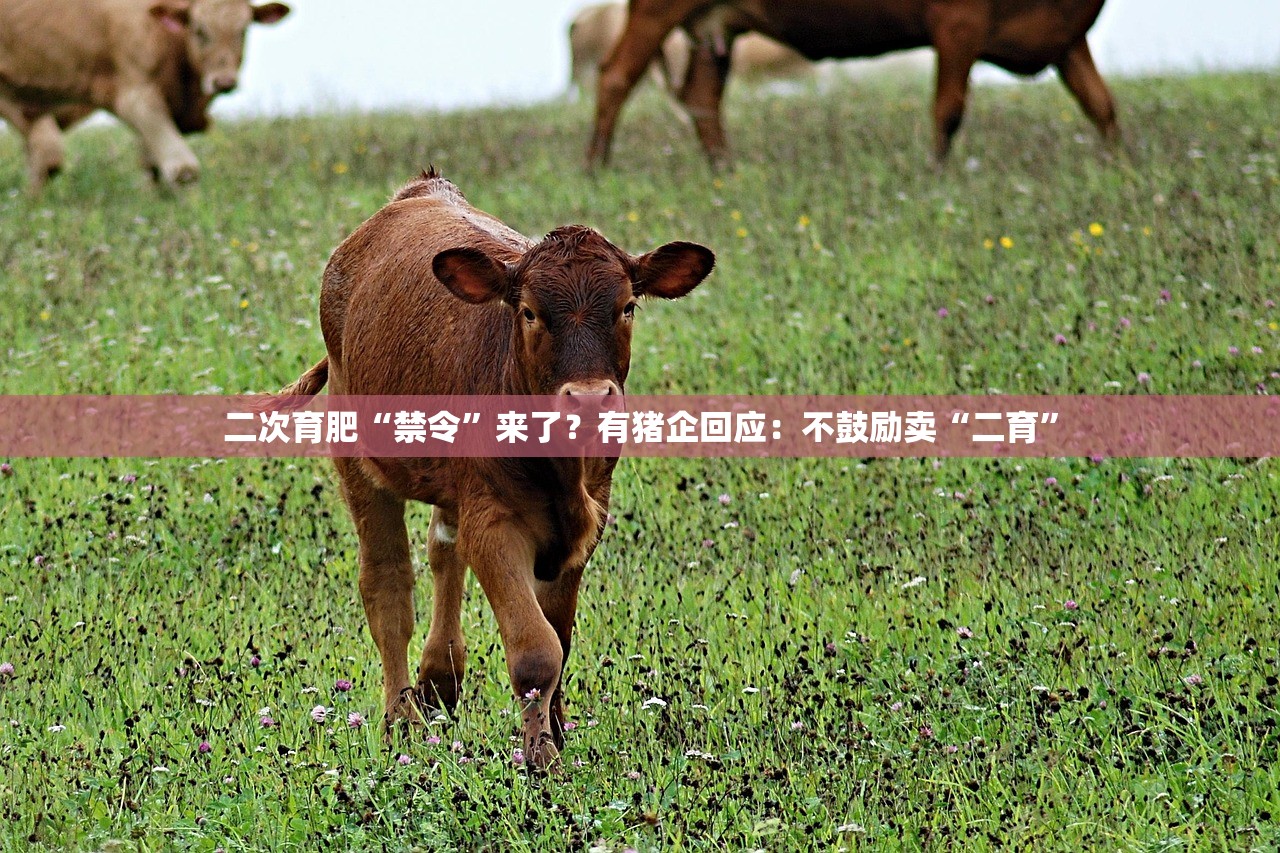 二次育肥“禁令”来了？有猪企回应：不鼓励卖“二育”