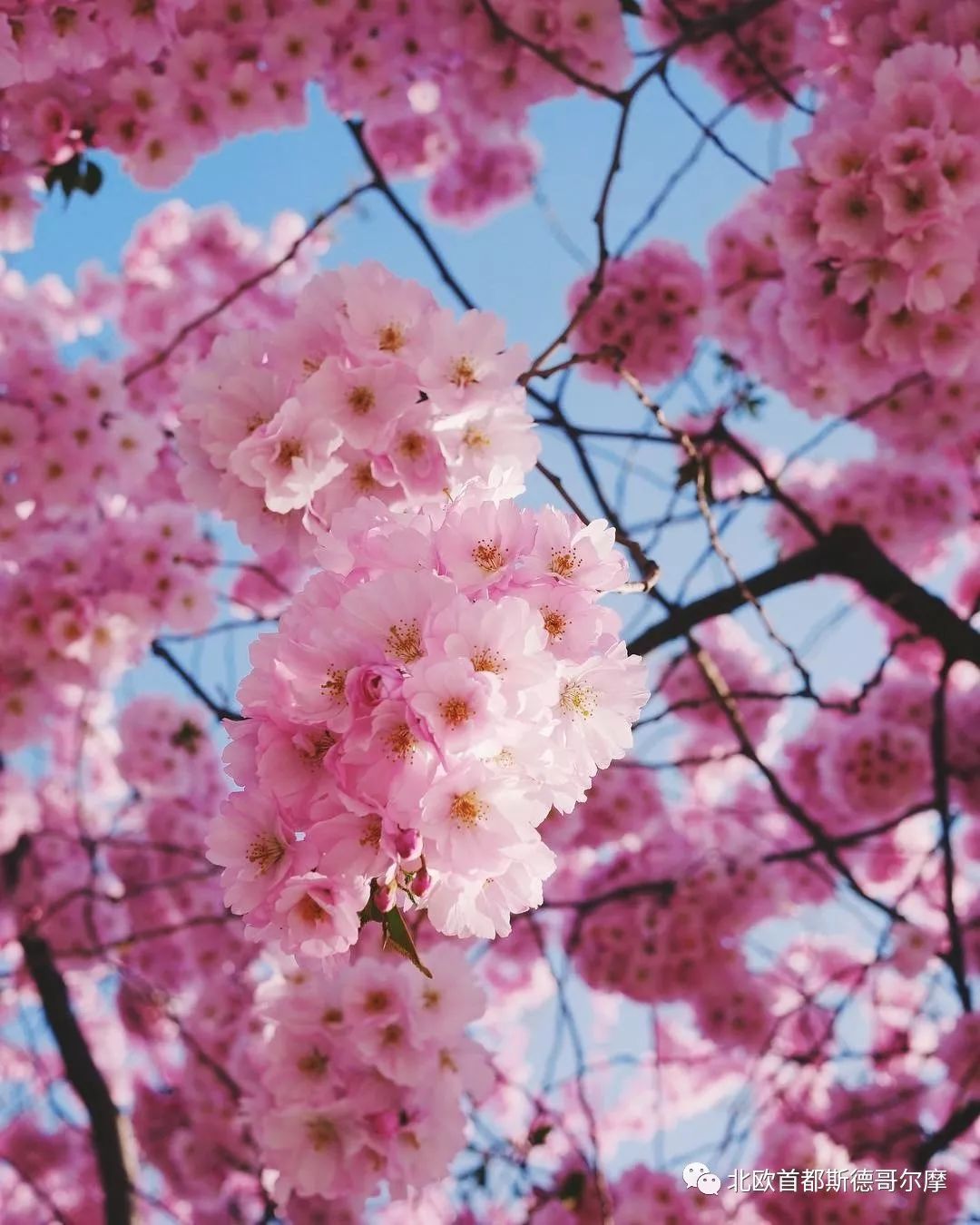 神户与樱花，一场视觉与情感的盛宴 神户vs樱花