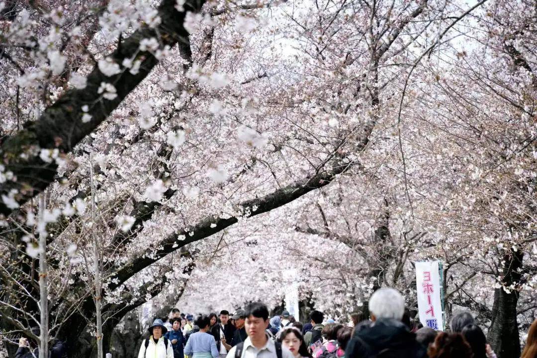 神户与樱花，一场视觉与情感的盛宴 神户vs樱花