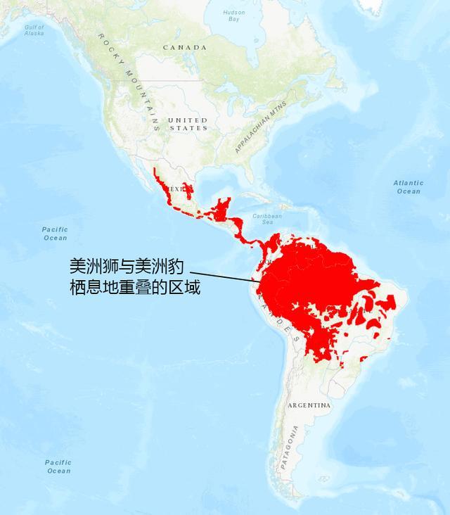 墨西哥美洲与美洲狮，一场对决之外的人文与体育交融 墨西哥美洲vs美洲狮